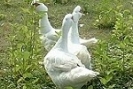 enten1