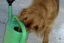 hund2