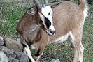 ziege